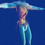 Neoboutonia velutina e fegato