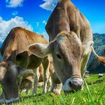 Peptidi del latte e salute