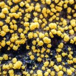 «The blob» è un'attraente melma policefala