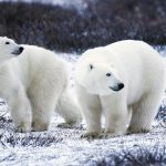 Una visita virtuale nella Tundra artica