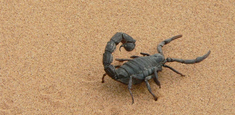 scorpione