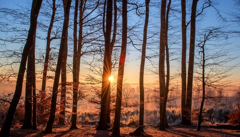 riforestazione del pakistan