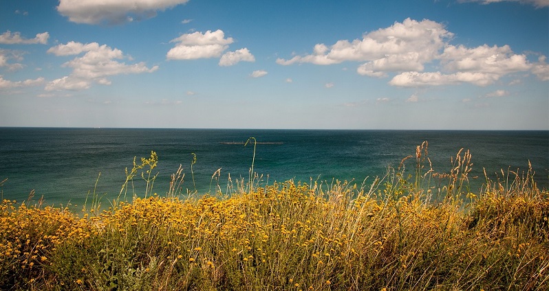 mare