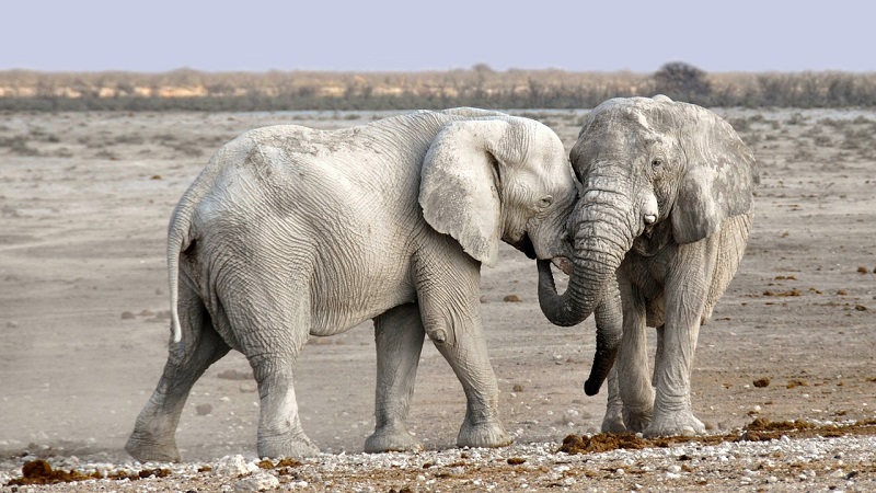 elefanti morti in botswana