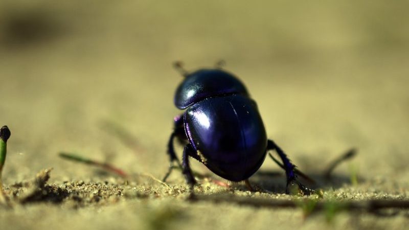 scarabeo