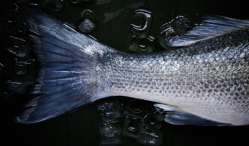 bioplastica con le squame di pesce