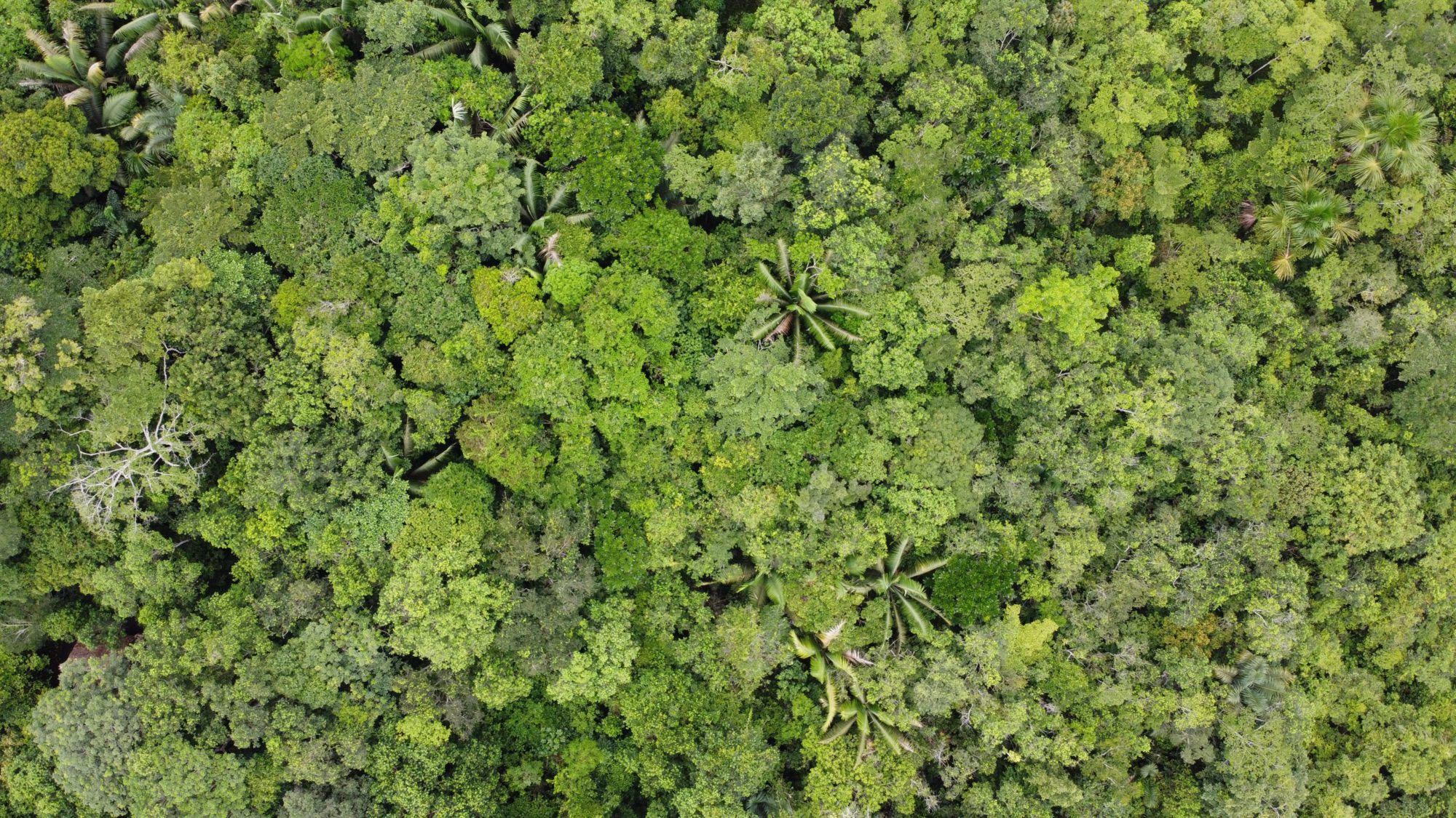 amazzonia