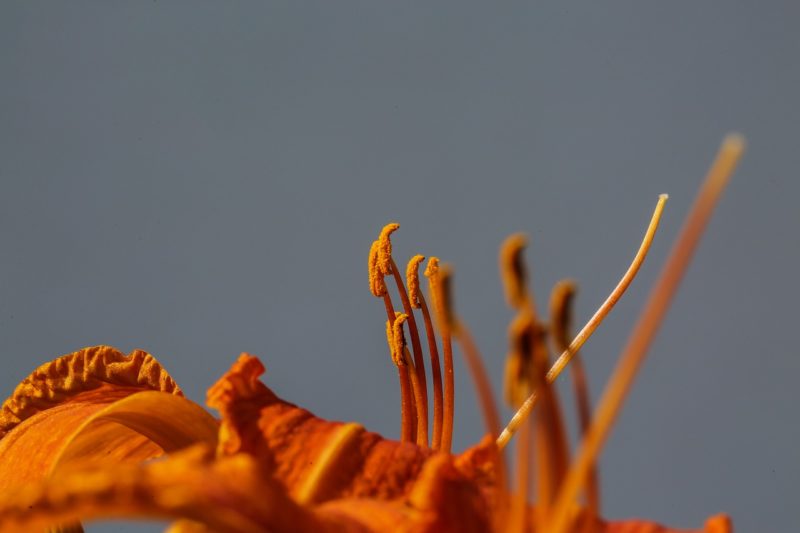 pollini