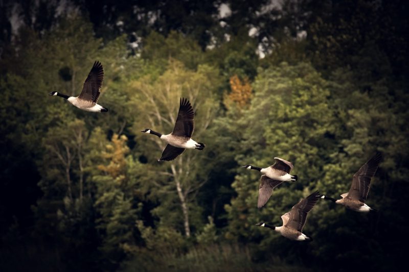 uccelli migratori protetti