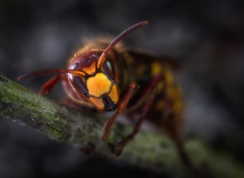 calabroni assassini