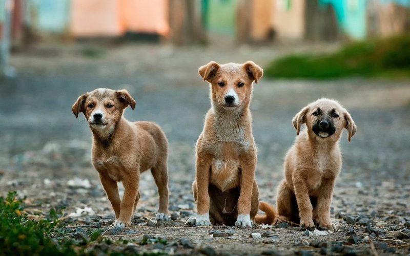 coronavirus canino