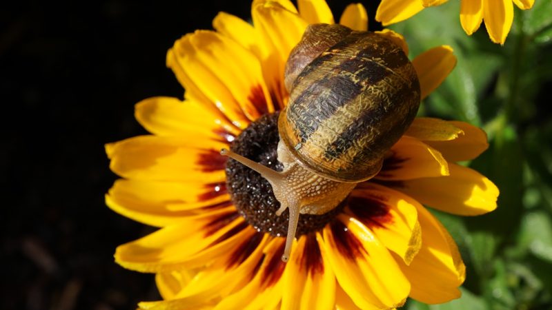 biodiversità