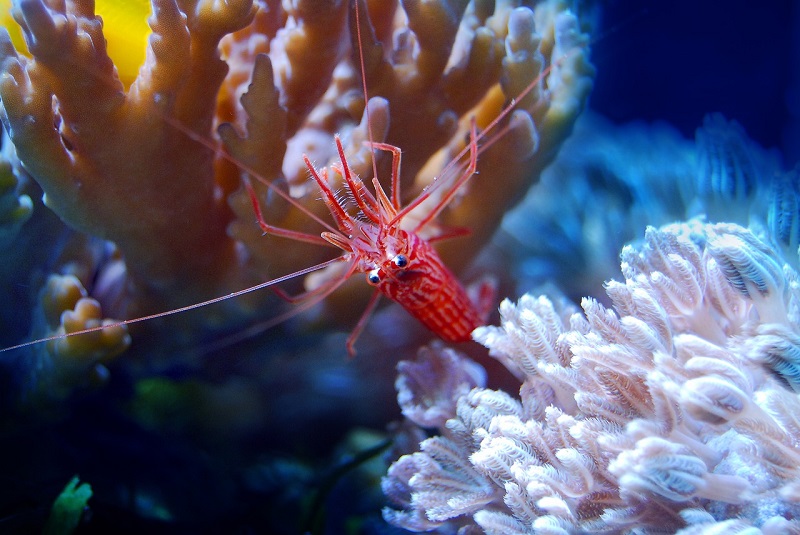 ibridi pericolosi