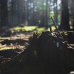 deforestazione amazzonica