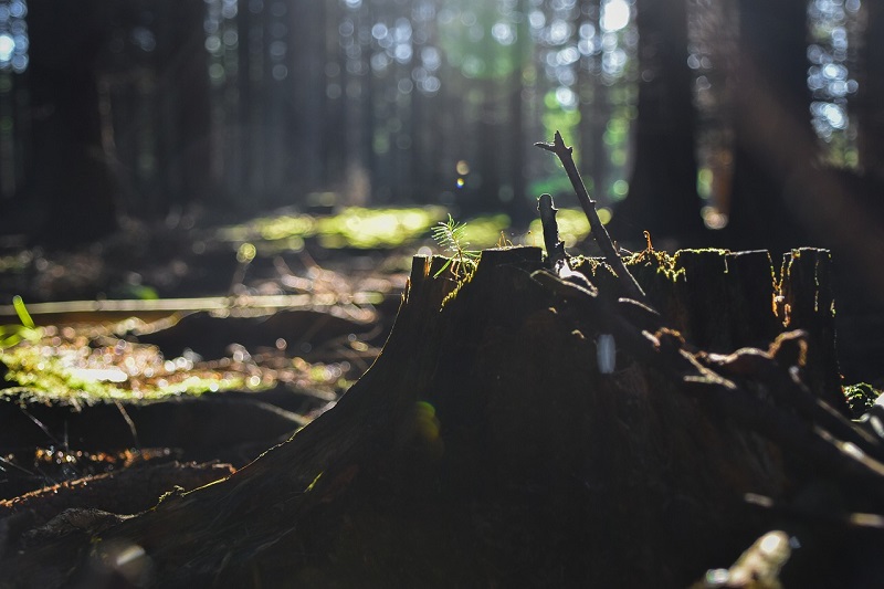 deforestazione amazzonica