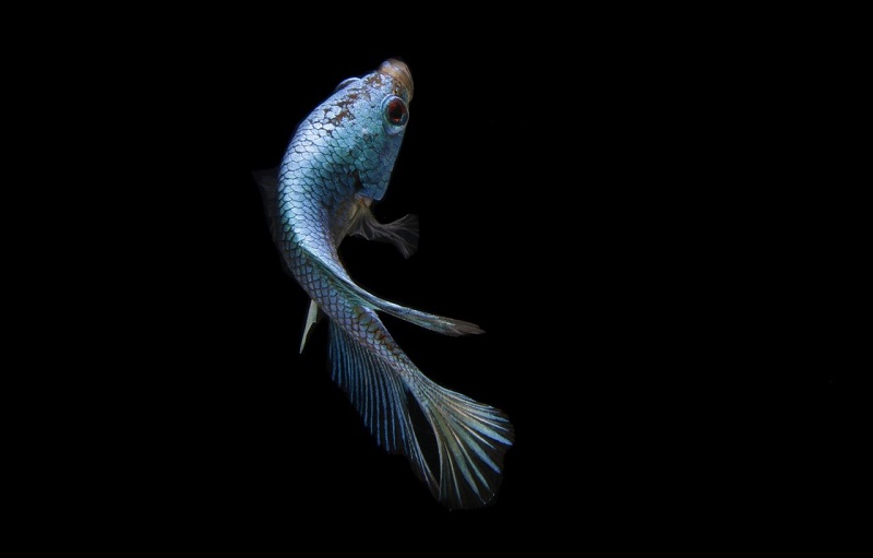 parassita