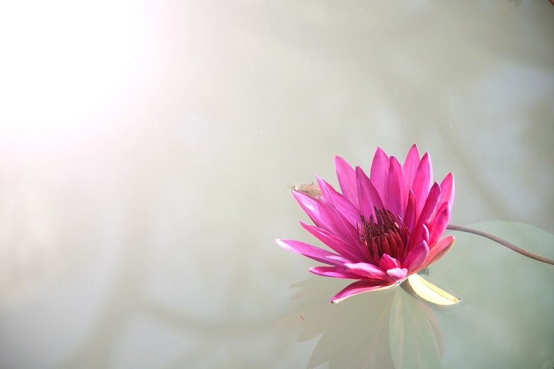 lotus