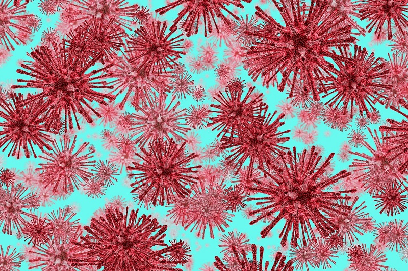 cellula