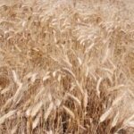 Ismea, agricoltura verso nuovo calo in valore anche in 2023