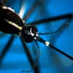 Dengue e malaria, boom di casi: è colpa del clima, allarme infettivologi