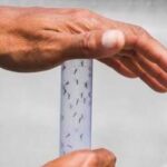 Arriva la taglia sulle zanzare, obiettivo dichiarato: Fermare la Dengue