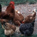Aviaria, Andreoni: Rischio è H5N1 nei maiali, così passaggio a uomo più facile