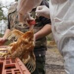 Aviaria e rischio pandemia, l'Italia è pronta?