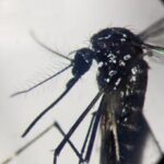 Dengue, crisi in Argentina: maxi ondata di casi e carenza di repellenti contro le zanzare