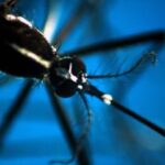 Dengue, in Italia casi salgono a 197 nel 2024: sono tutti importati