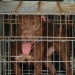 Pit bull azzanna bambino di un anno