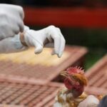 Antivirali, vaccini e vigile attesa, così ci si prepara a rischio pandemia aviaria