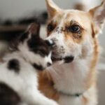 Eurispes, in quasi 1 casa su 4 in Italia c'è almeno un animale da compagnia&nbsp;&nbsp;