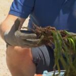 Lanciata da Coop 'Foresta Blu', nuova campagna per protezione praterie di Posidonia