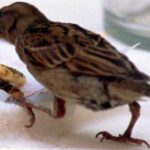 Stacca la testa di un uccello con un morso, denunciato 35enne