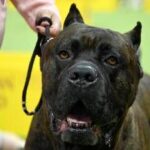 Bimbi azzannati da cane, l'esperta: 70mila aggressioni all'anno, più controllo sui padroni'