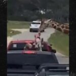 Giraffa afferra bimba durante il safari, attimi di paura in Texas - Video