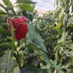 Innovazione, spaghi e clip in Mater-Bi contro il rifiuto plastico in agricoltura