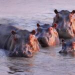 Gli ippopotami possono 'volare', lo studio a sorpresa