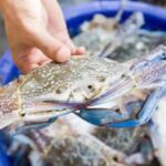 Pesca: tra granchio blu e vermocane pescatori 'al palo', attività ridotta con picchi dal 70 al 100%*...