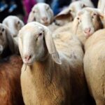 Sardegna: agricoltura e allevamento, punti di forza e criticità
