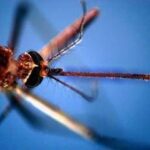 West Nile, morta a Fondi 82enne: era stata ricoverata per febbre e stato confusionale