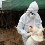Aviaria la prossima pandemia? L'allarme degli esperti: Diffusione senza precedenti