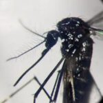 Dengue, salgono a 412 i casi in Italia nel 2024: 2 autoctoni