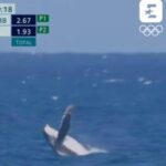 Parigi 2024, c'è anche una balena durante la finale di surf - Video
