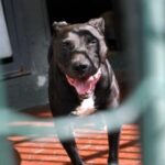 Pitbull accoltellato e ucciso, caccia al colpevole
