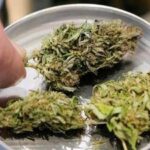 Manovra, cannabis light torna legale ma con 'super imposta' del 40%