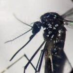 West Nile, Pregliasco: Casi reali? Fino a 150 in più. Picco verso metà agosto