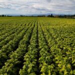 Tabacco, De Carlo (FdI): Accordo Masaf–Philip Morris Italia esempio virtuoso