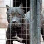 Aggressione pitbull, il veterinario: Razza di moda, ma servono polso fermo e regole ferree