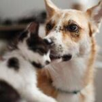 Carcere e multe per chi maltratta gli animali, da oggi in vigore legge Brambilla